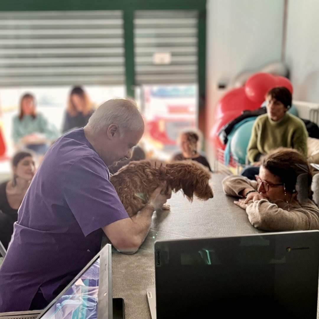 Interpretación simultánea Formación sobre terapia neural veterinaria